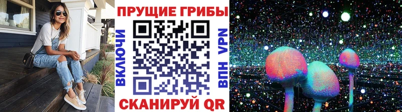 blacksprut онион Нижняя Тура Псилоцибиновые грибы Psilocybe